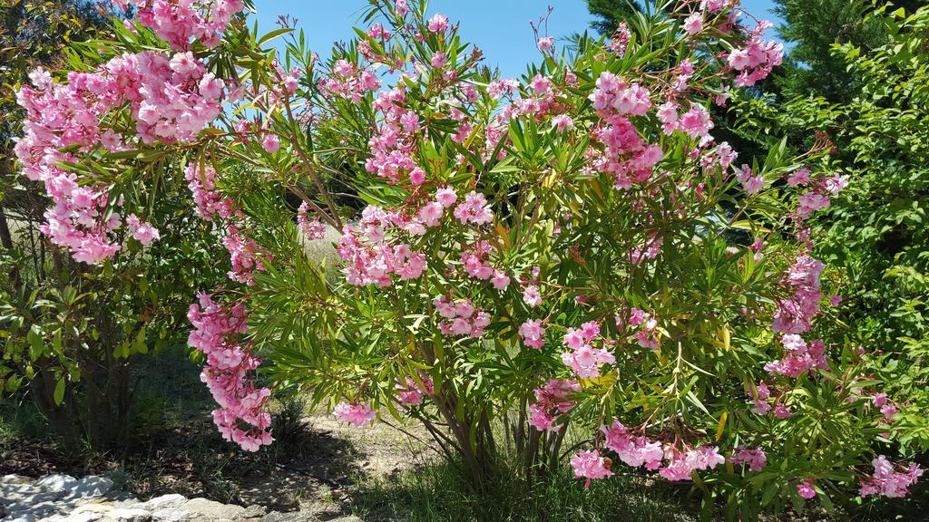 Lamanderie En Provence Bed & Breakfast Alleins Bilik gambar